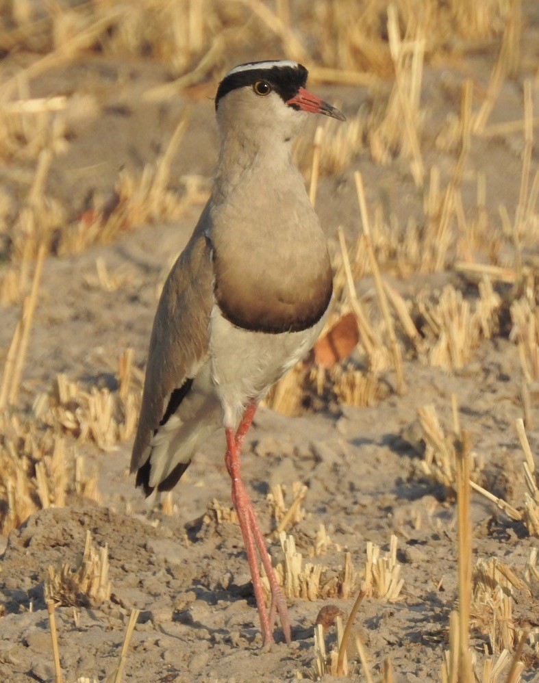 Crowned Lapwing - ML609949377