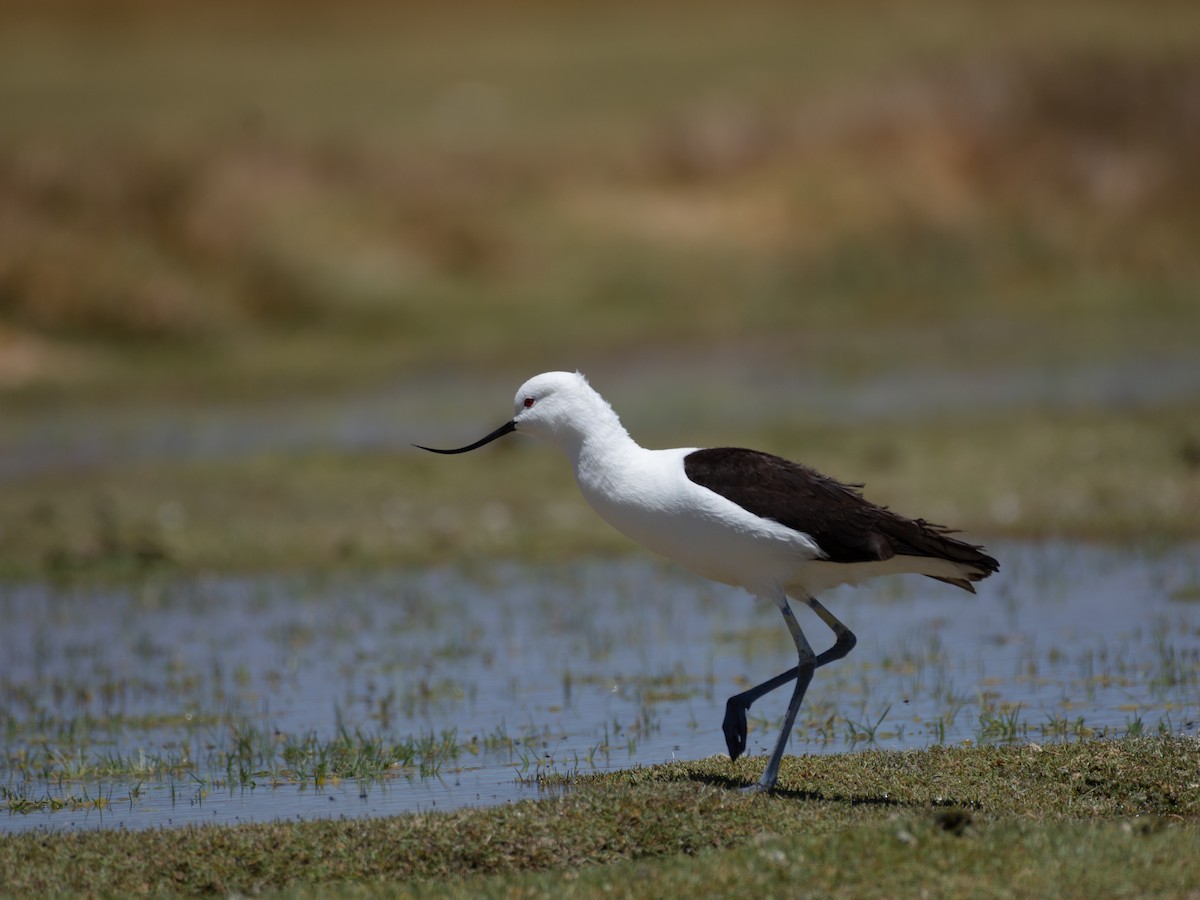 Andean Avocet - ML609949396