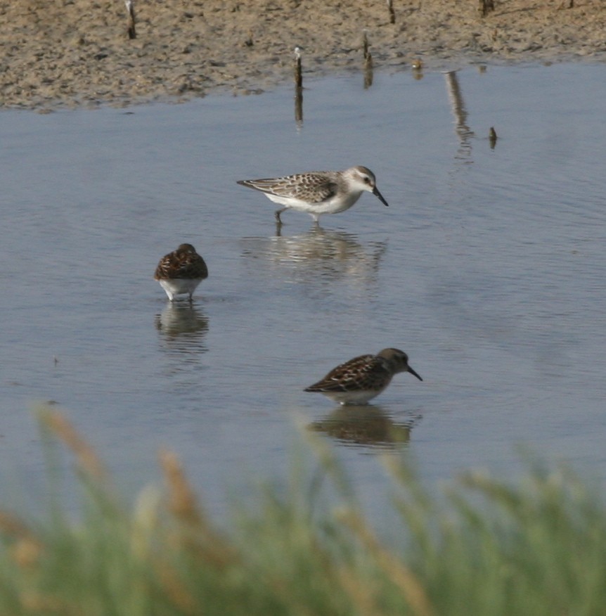 Semipalmated Sandpiper - ML609949403