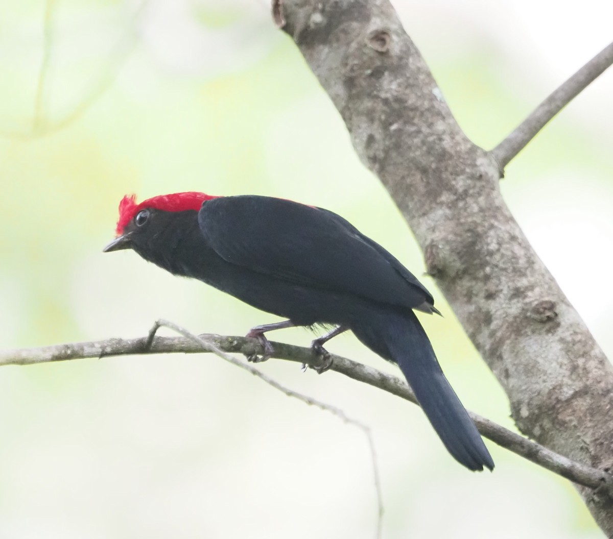 Helmeted Manakin - ML609949442