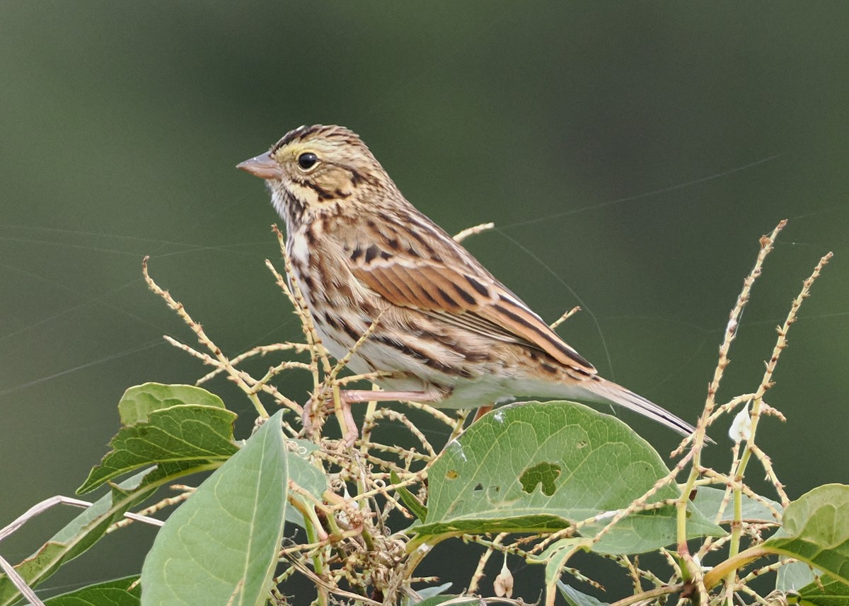 Savannah Sparrow - Nora E Hanke