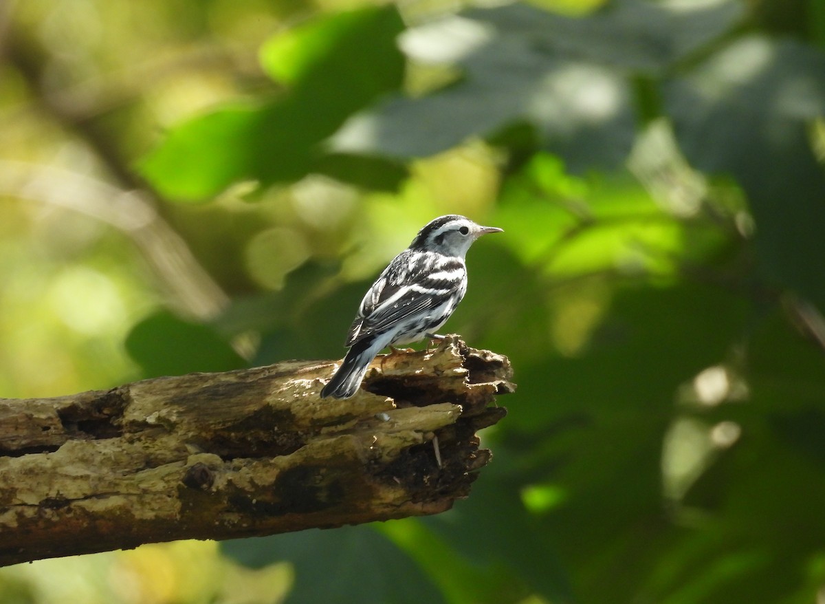 Black-and-white Warbler - ML609949548
