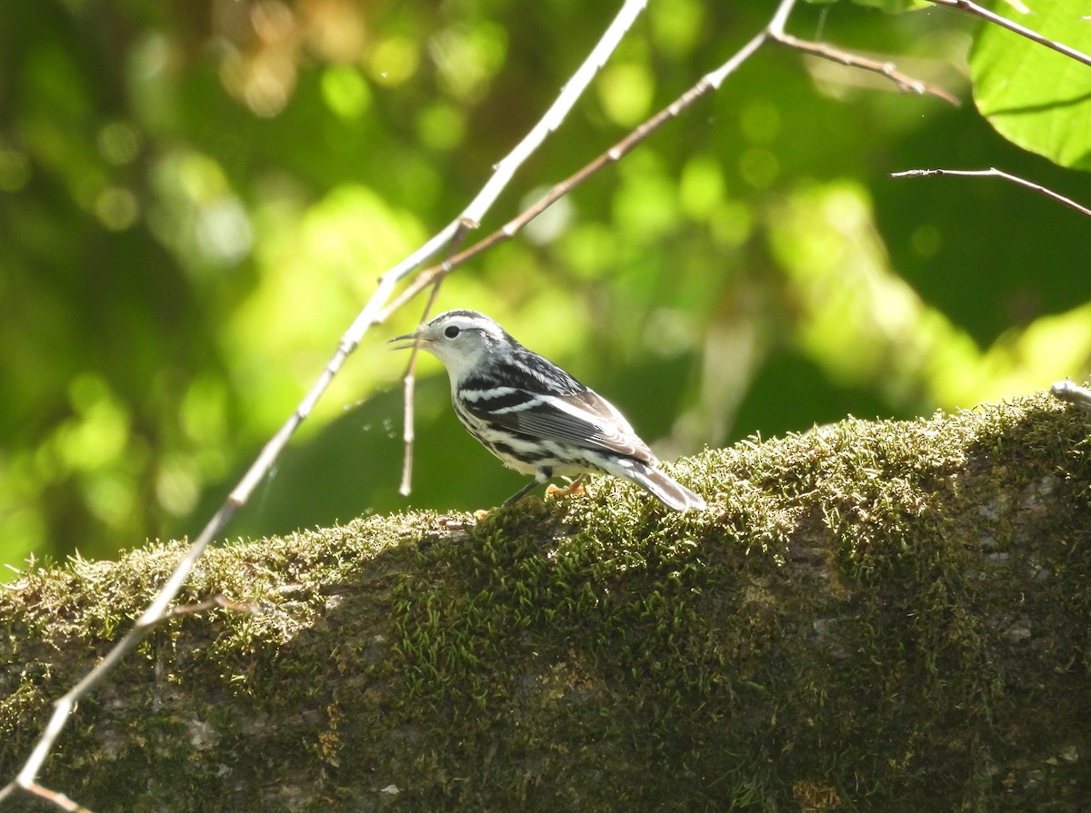 Black-and-white Warbler - ML609949549