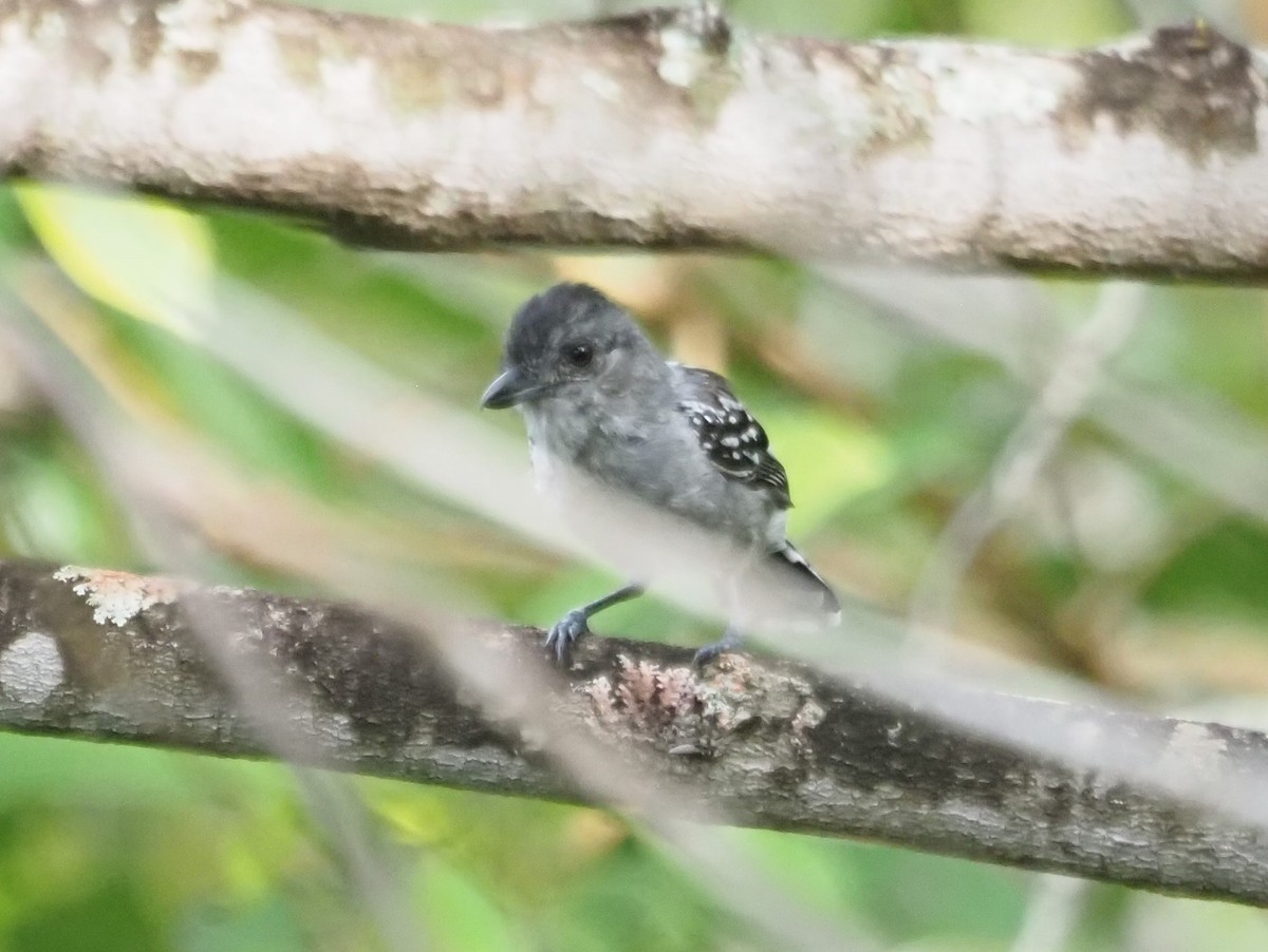 Planalto Slaty-Antshrike - ML609949558