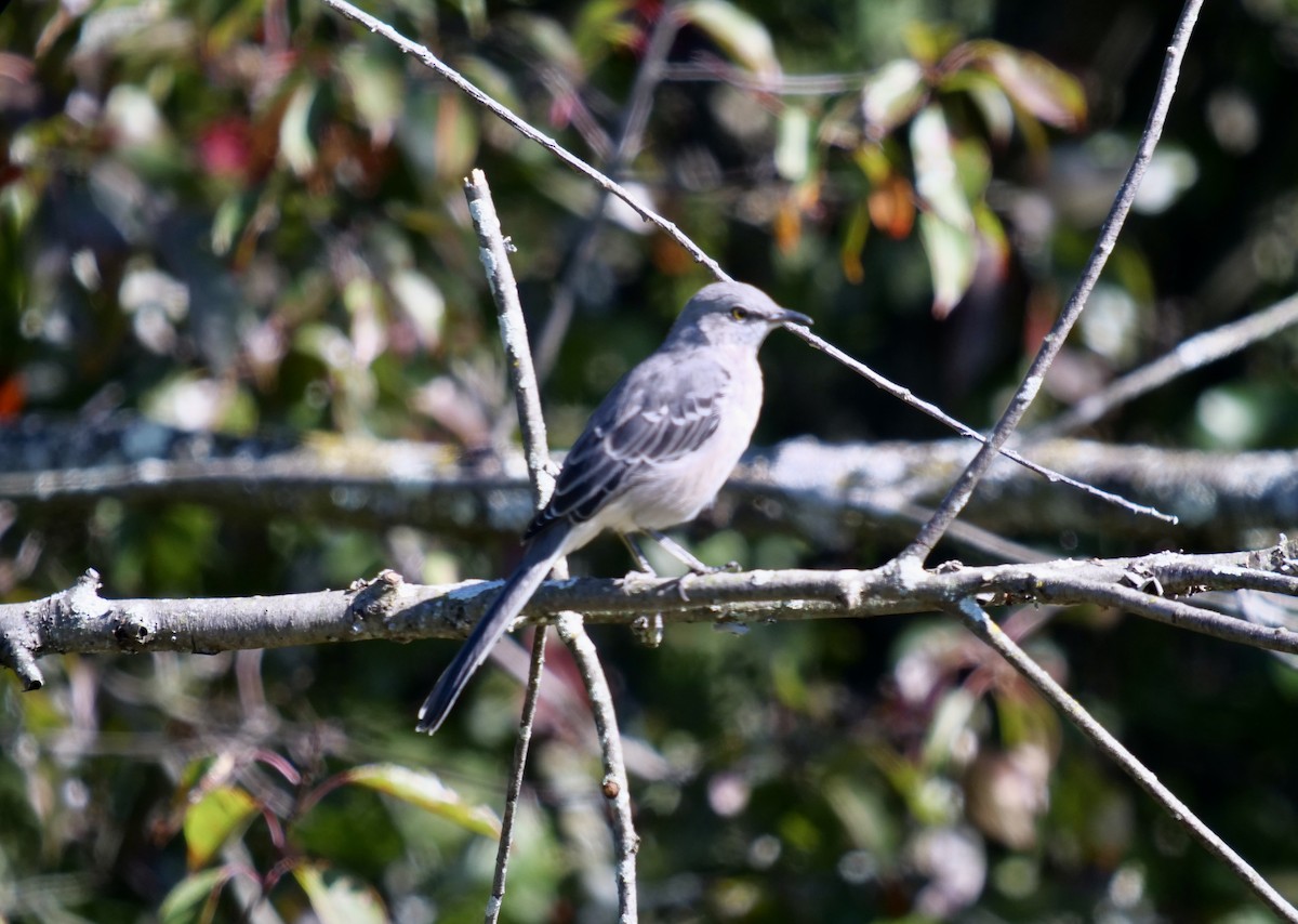 Northern Mockingbird - ML609949602