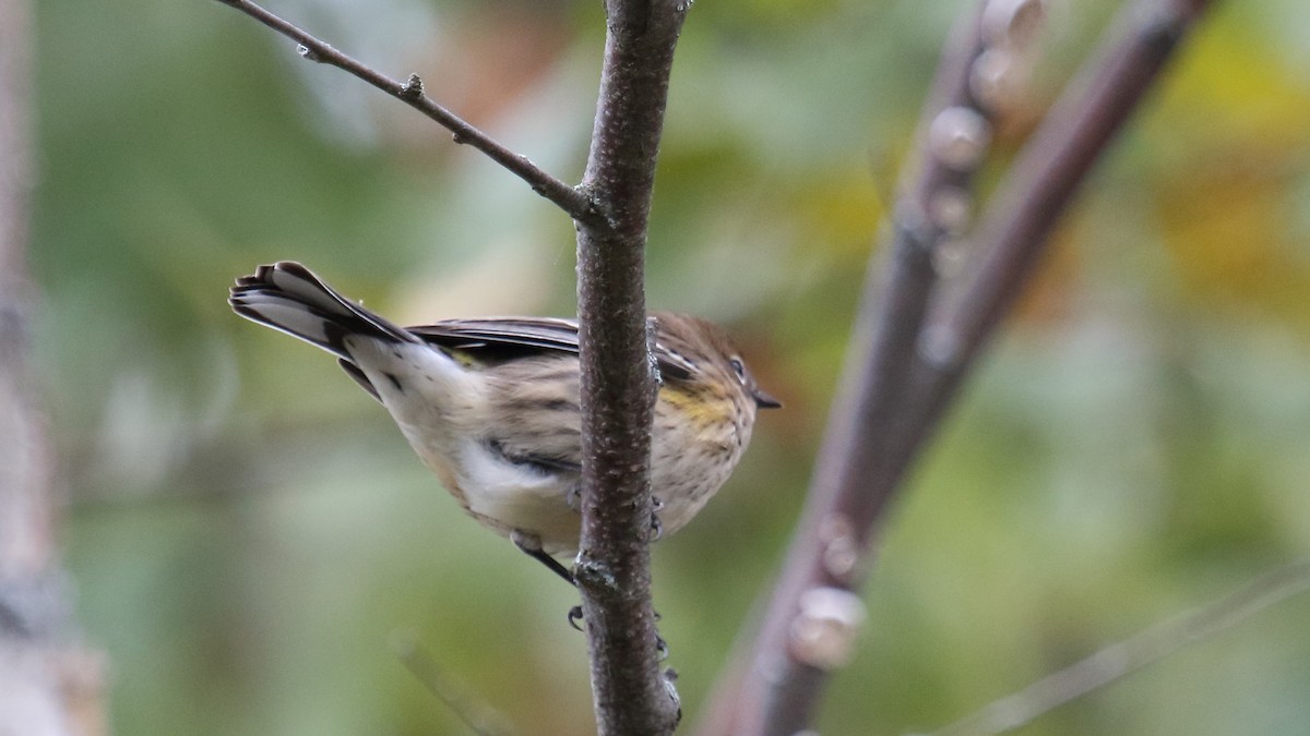 Yellow-rumped Warbler - George Nassiopoulos