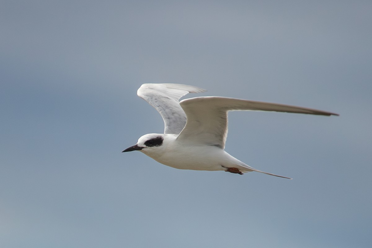 Forster's Tern - ML609949722