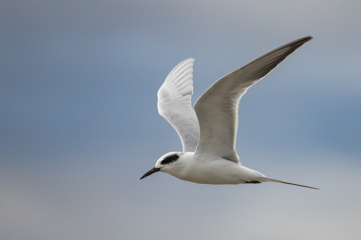 Forster's Tern - ML609949725