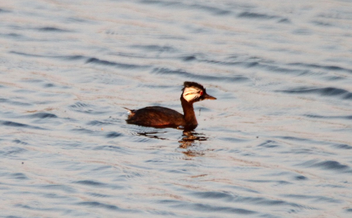 White-tufted Grebe - ML609949790