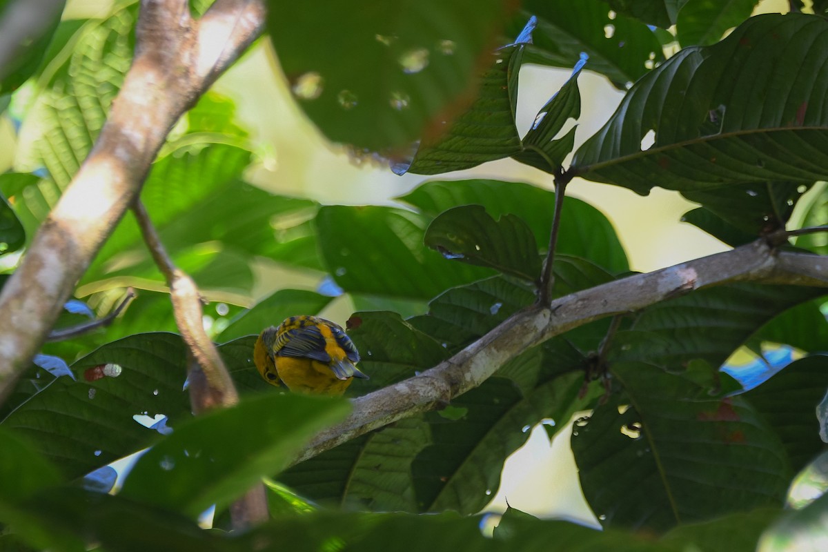 Silver-throated Tanager - ML609949794