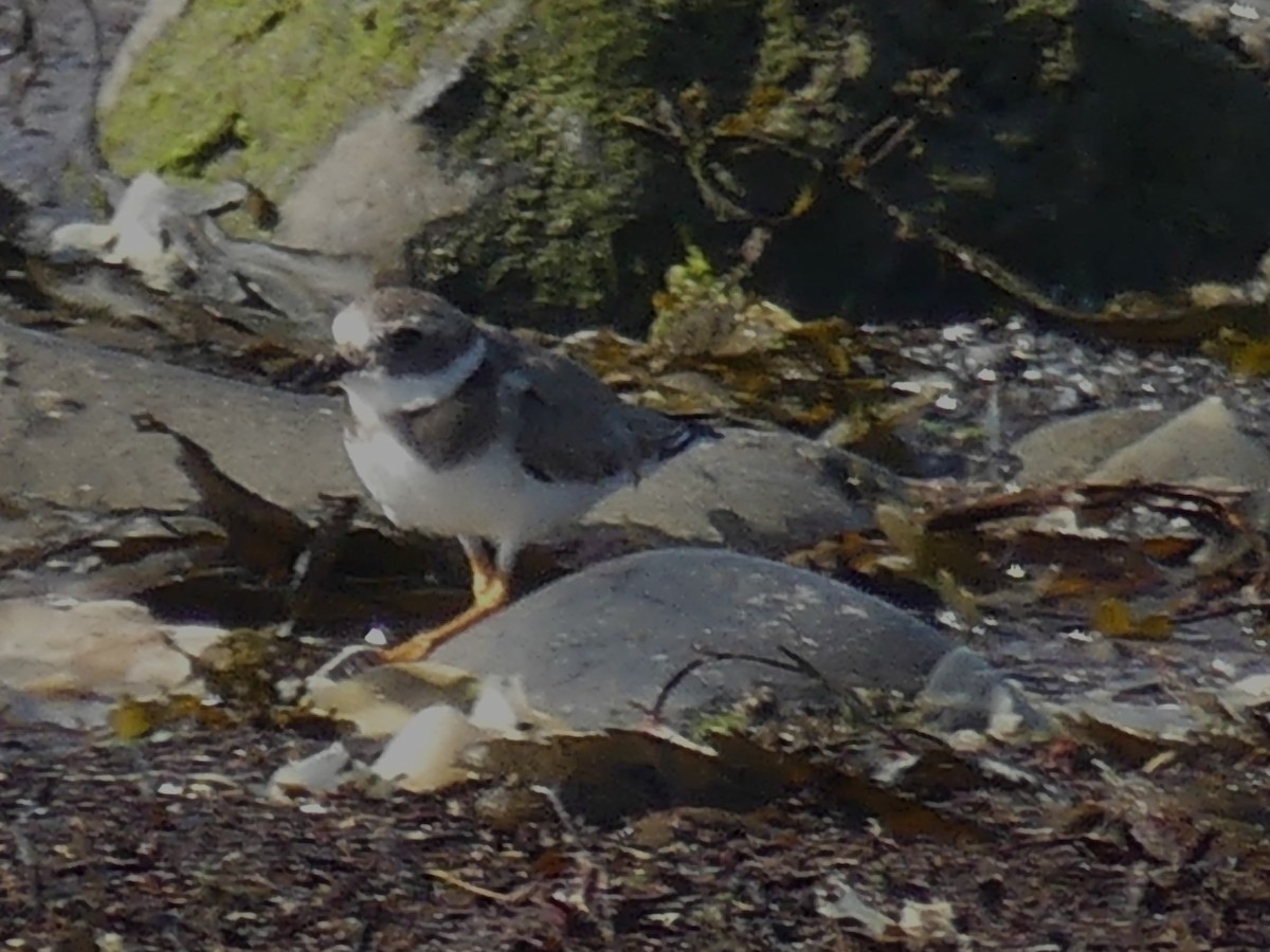 Common Ringed Plover - ML609949851