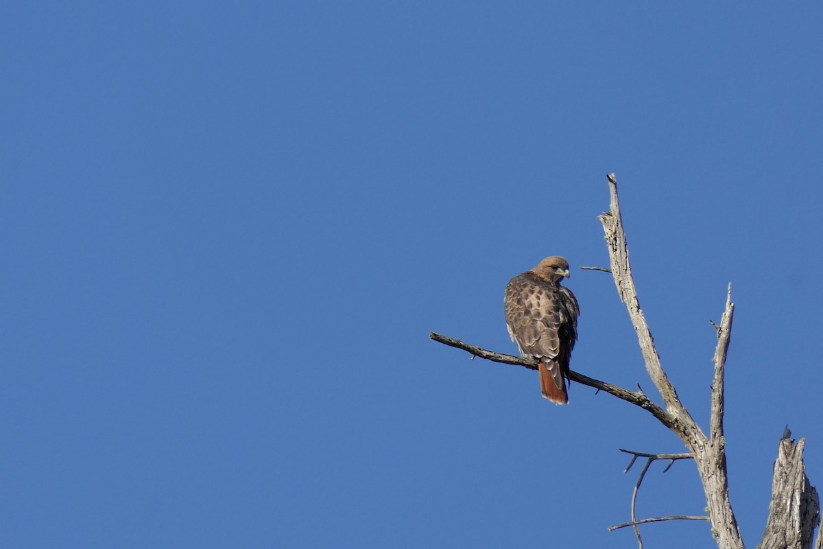 Red-tailed Hawk - ML609949859