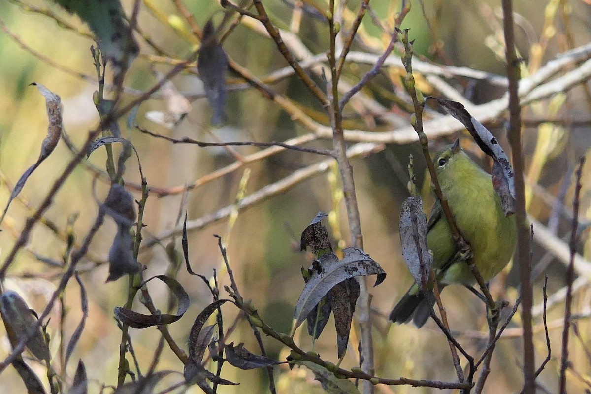 Orange-crowned Warbler - Catherine Burgess