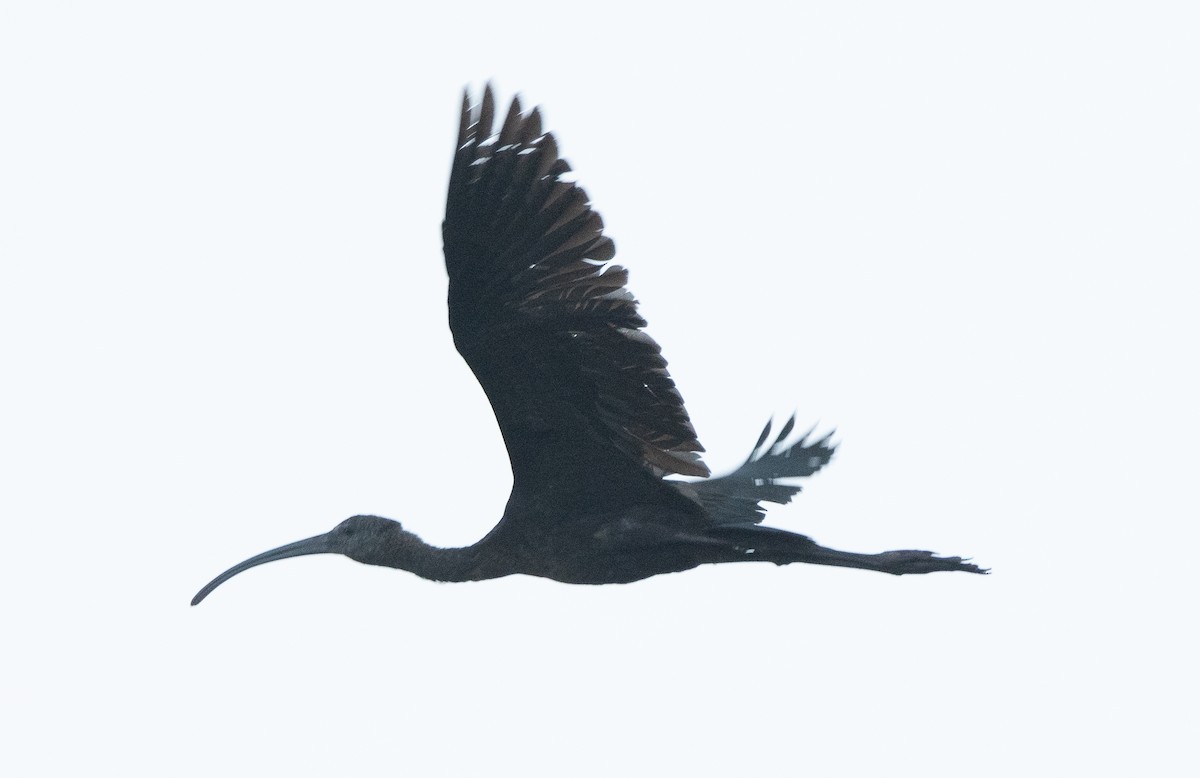 ibis hnědý/americký - ML609949895