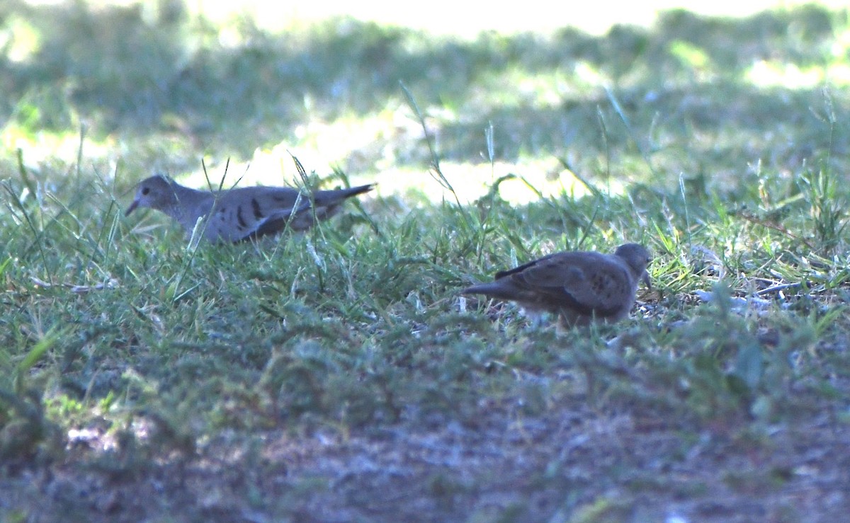 Common Ground Dove - ML609949922