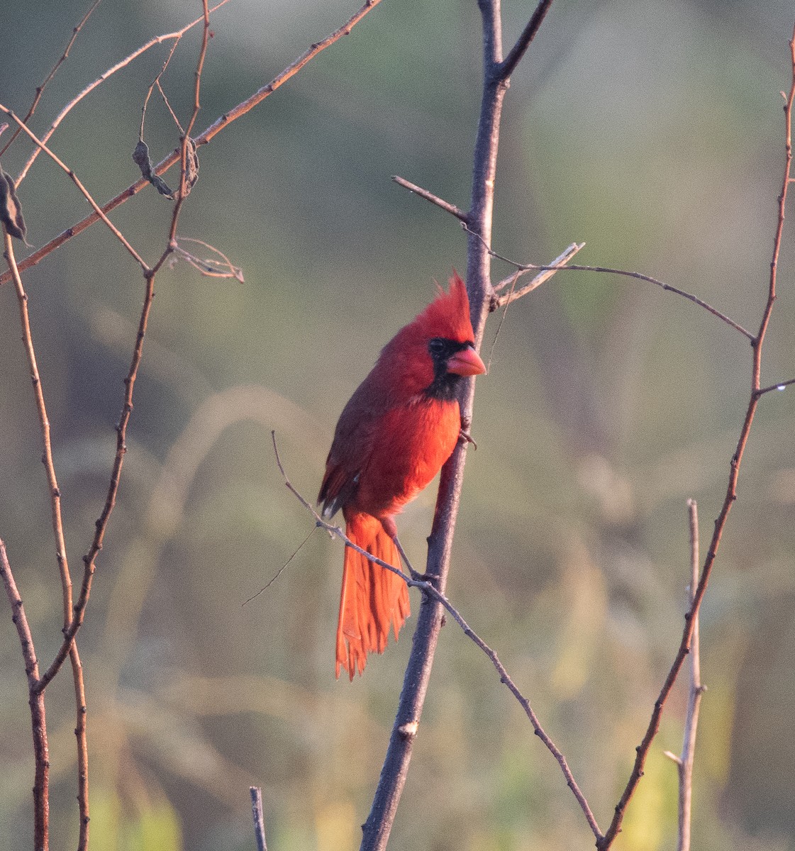 Northern Cardinal - Tu Wren