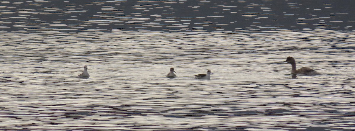 Phalarope à bec étroit - ML609949933