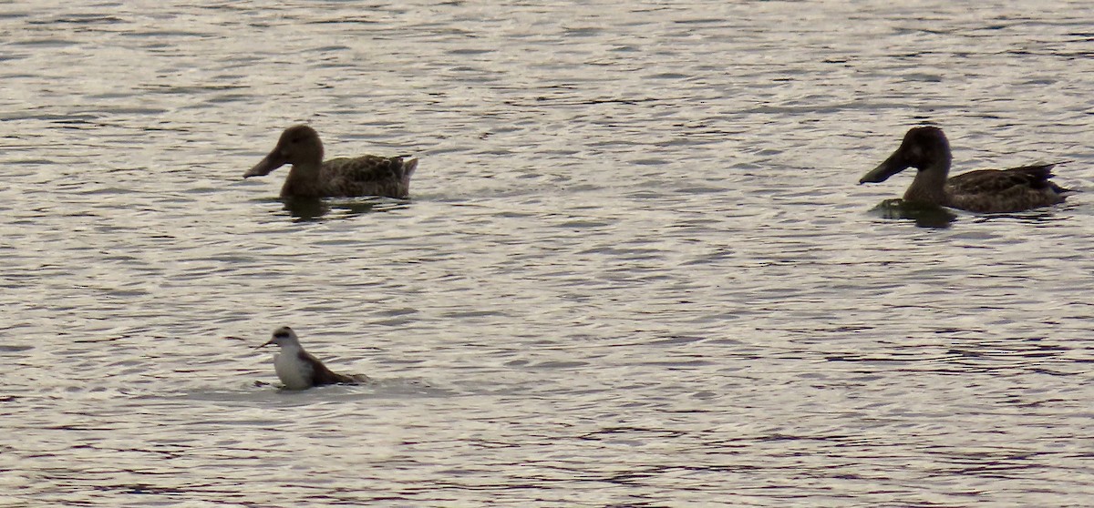 Phalarope à bec étroit - ML609949941