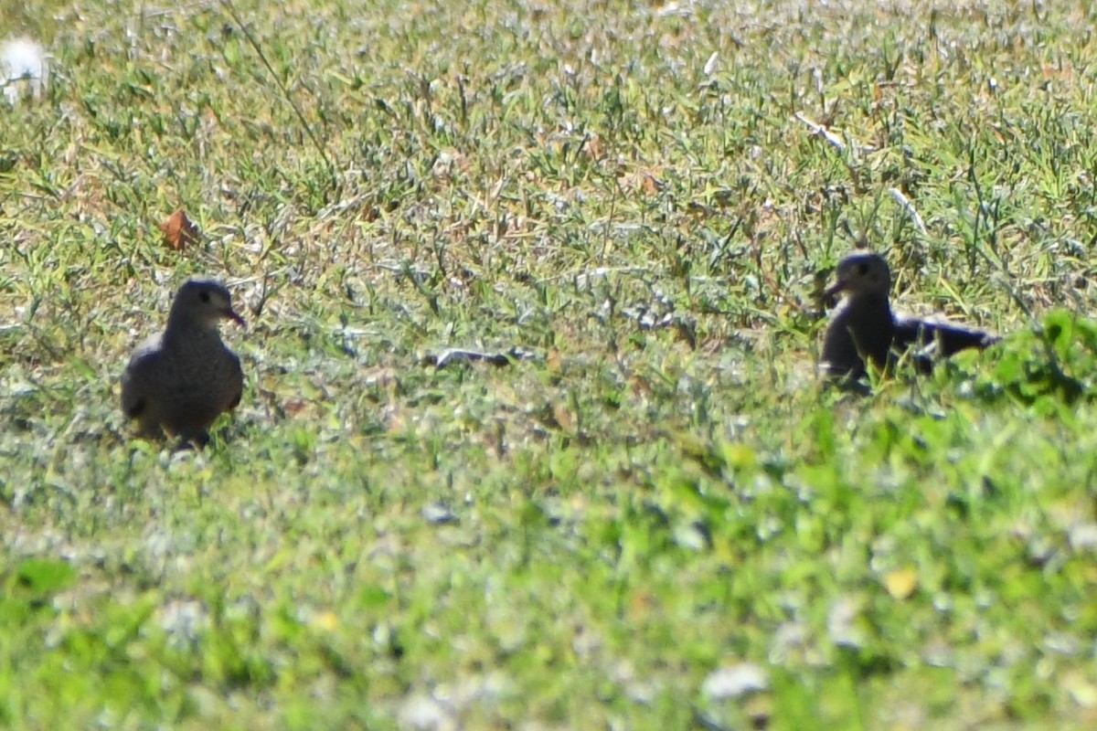 Common Ground Dove - ML609949942