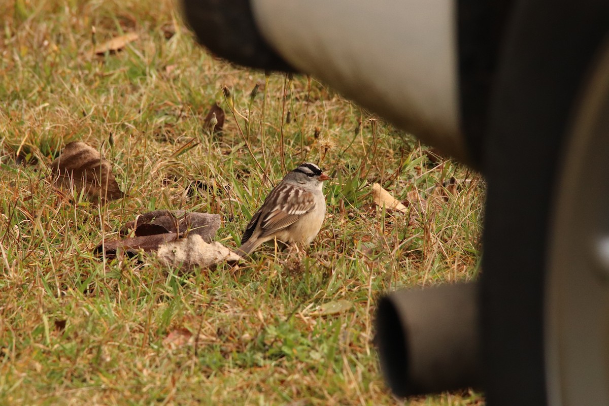 White-crowned Sparrow - ML609949945