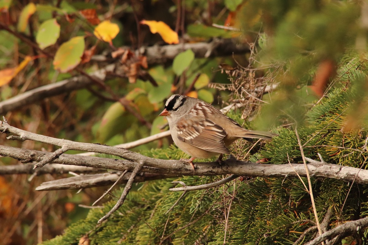White-crowned Sparrow - ML609949946