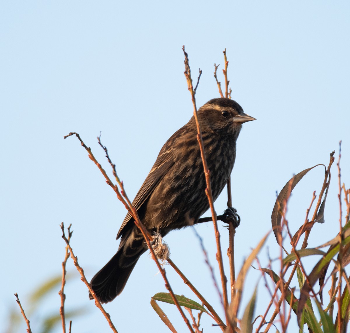 Red-winged Blackbird - Tu Wren