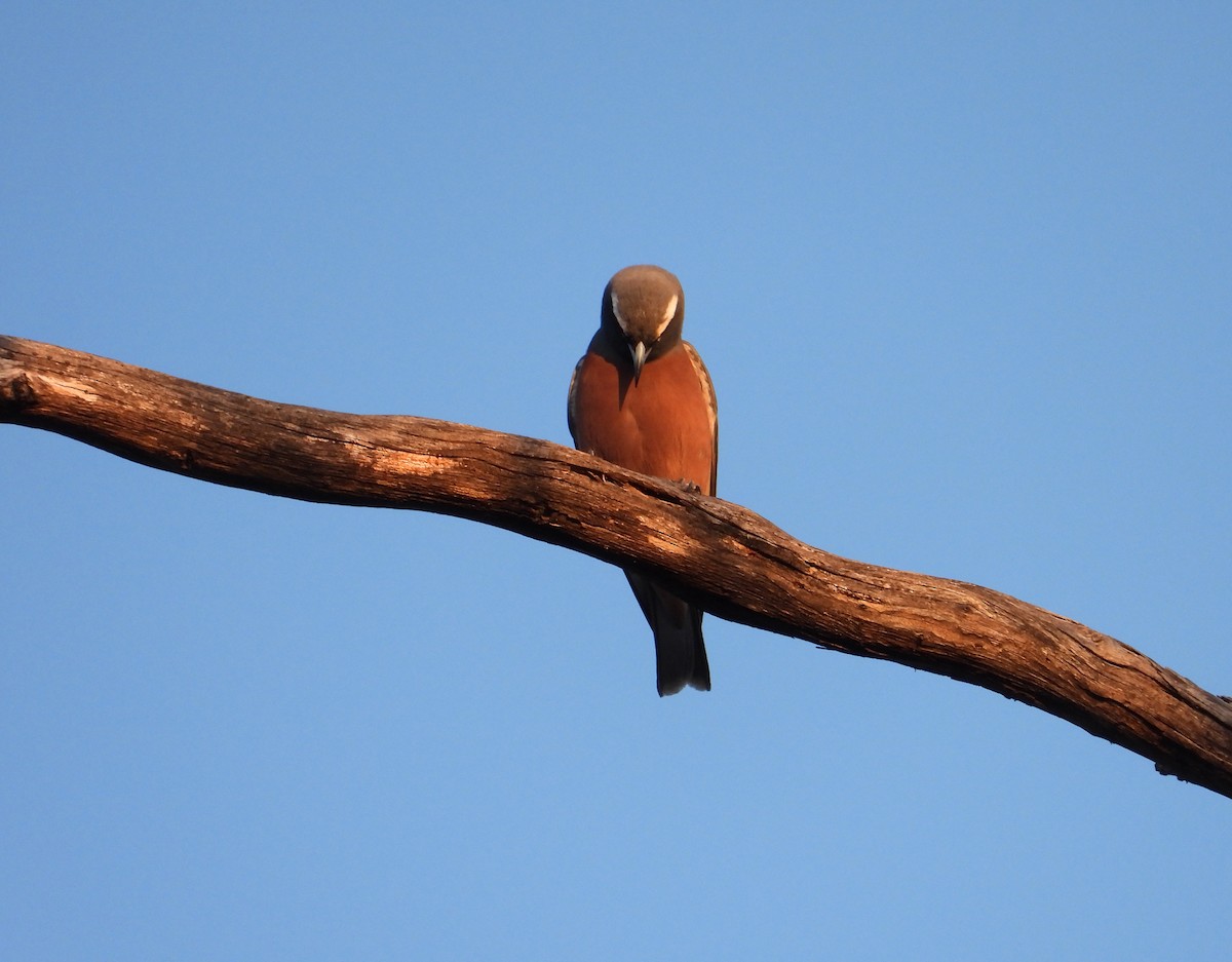 White-browed Woodswallow - ML609950024