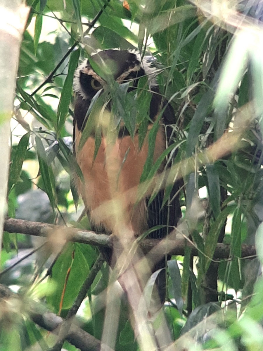 Spectacled Owl - ML609950040