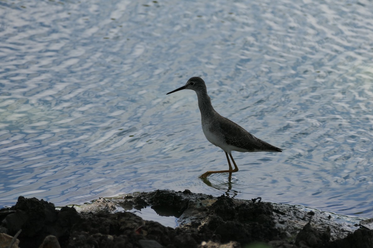 Lesser Yellowlegs - ML609950059