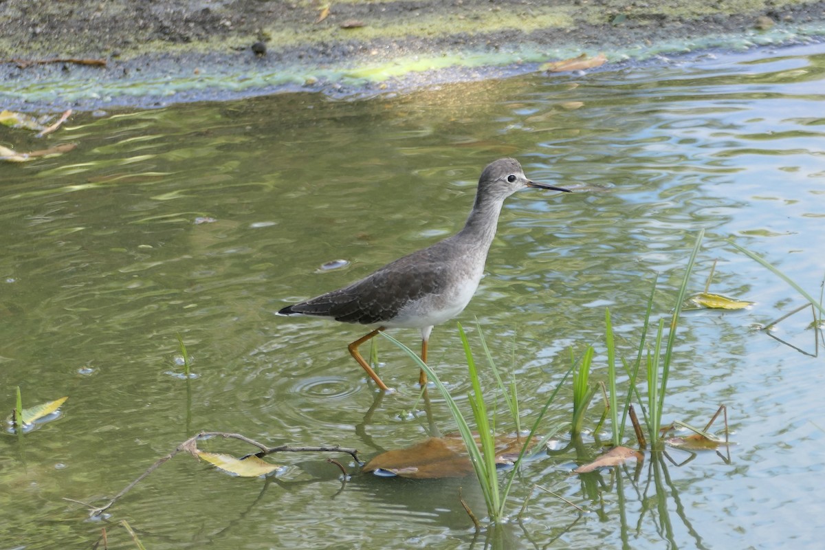 Lesser Yellowlegs - ML609950063
