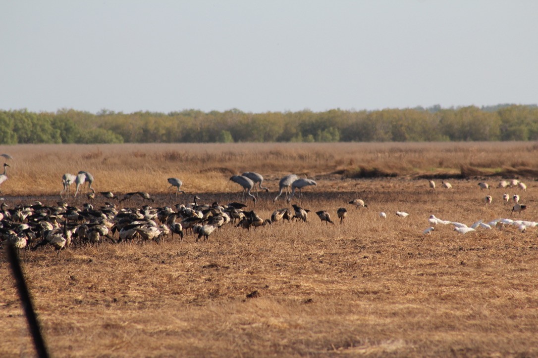 Grue brolga - ML609950069