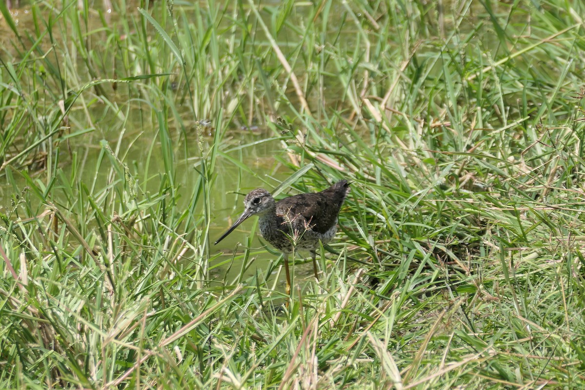 Greater Yellowlegs - ML609950074