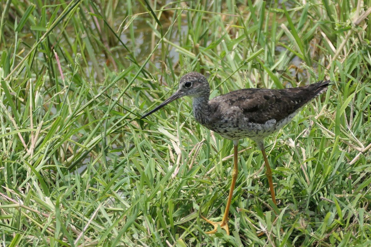 Greater Yellowlegs - ML609950075