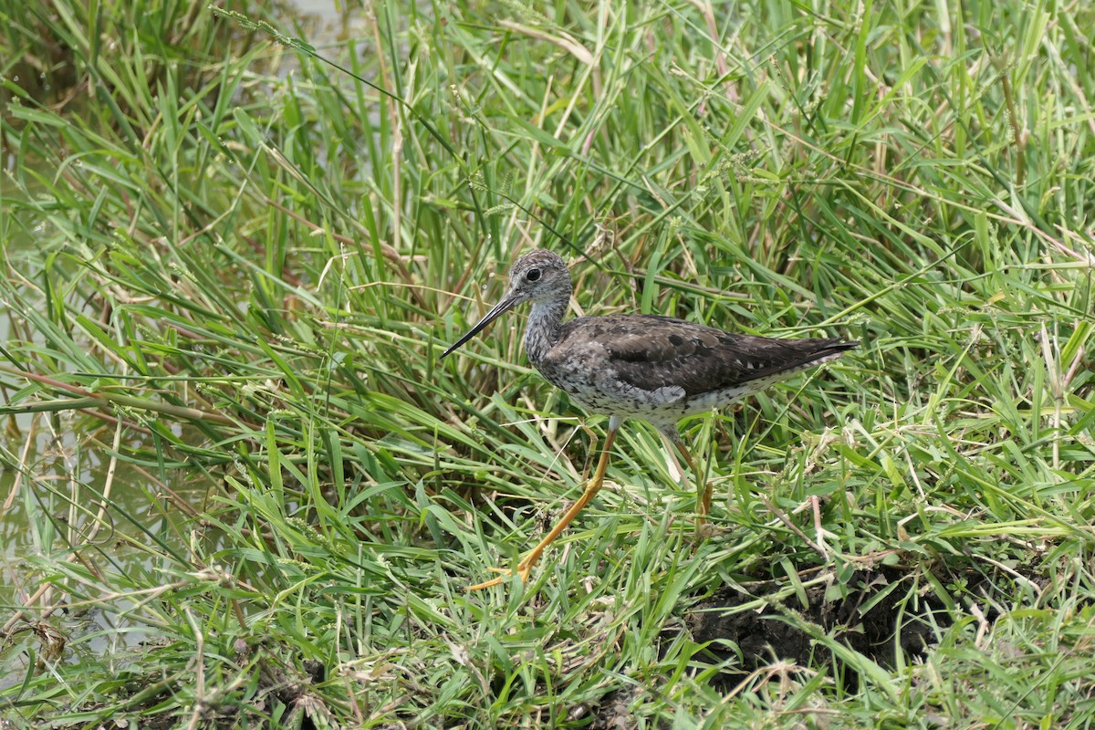 Greater Yellowlegs - ML609950076