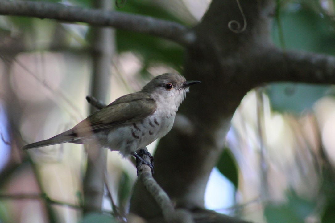 Little Bronze-Cuckoo - ML609950079