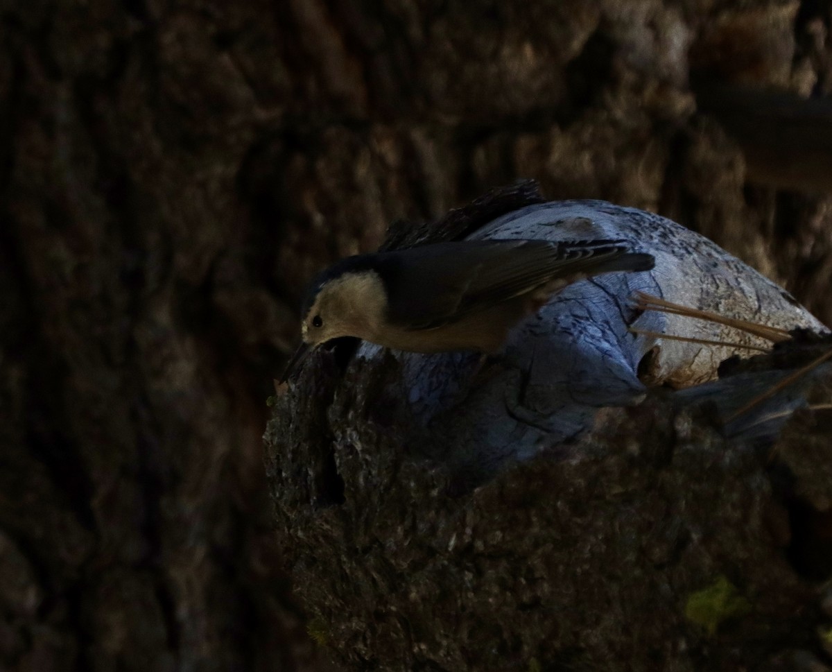 White-breasted Nuthatch - ML609950090