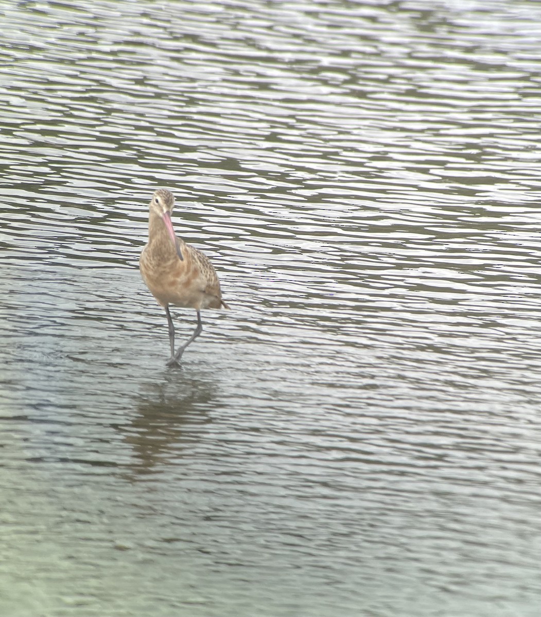 Marbled Godwit - ML609950104