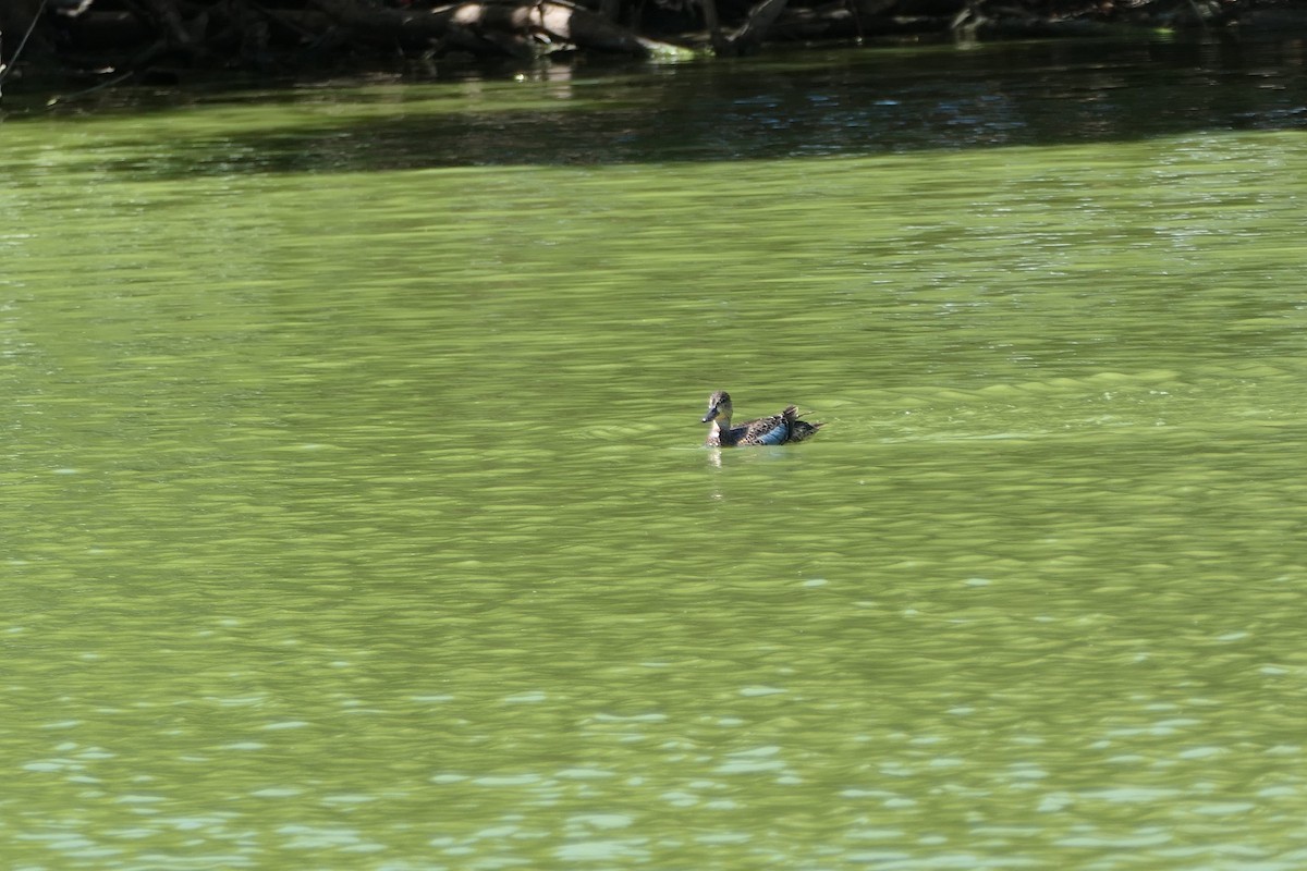 Blue-winged Teal - ML609950171