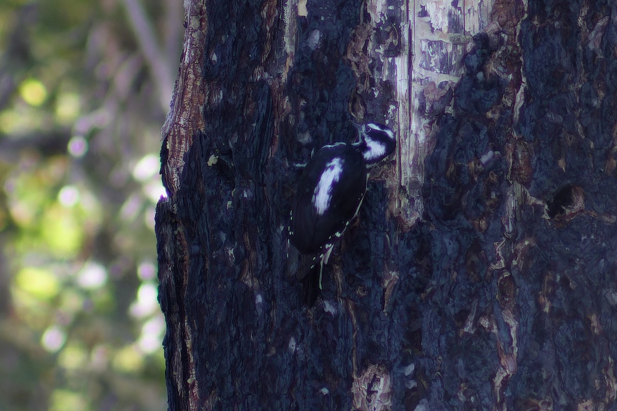 Hairy Woodpecker - ML609950324