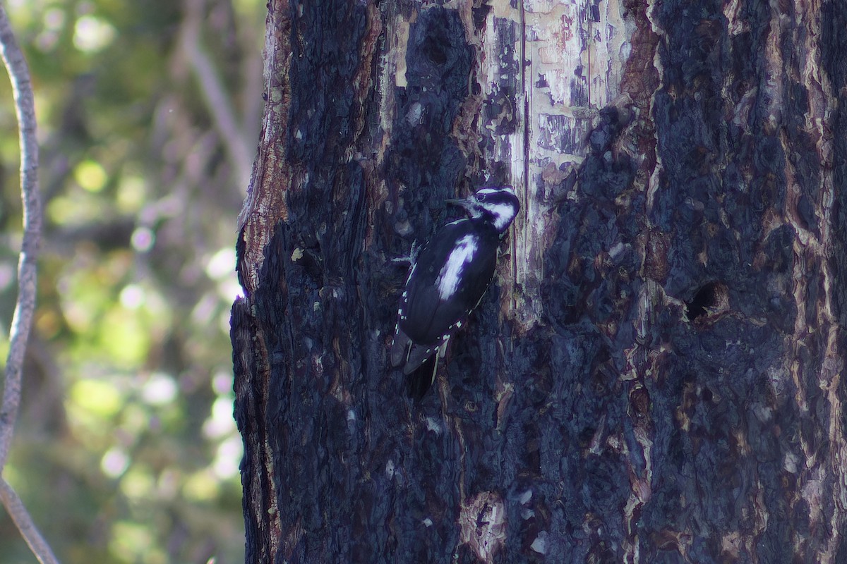 Hairy Woodpecker - ML609950325