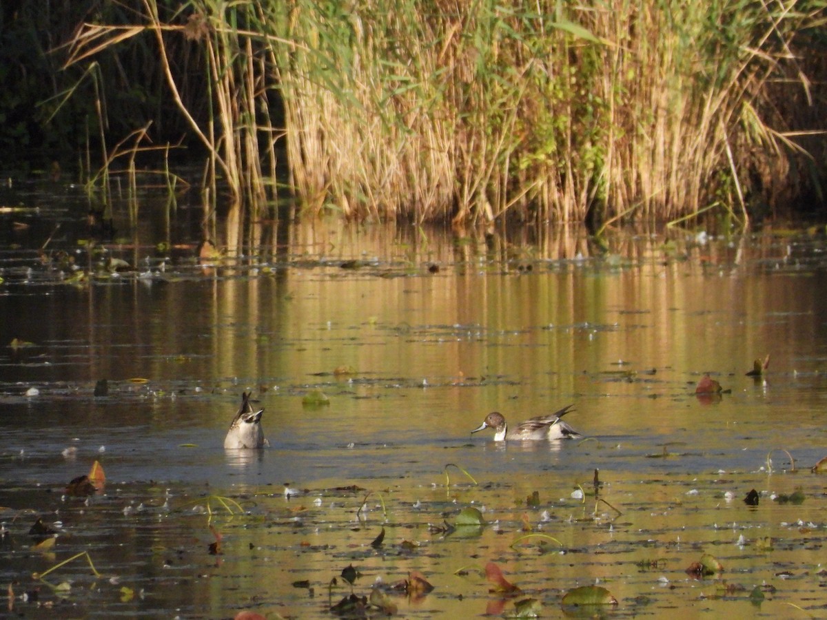 Northern Pintail - Jean W. Côté