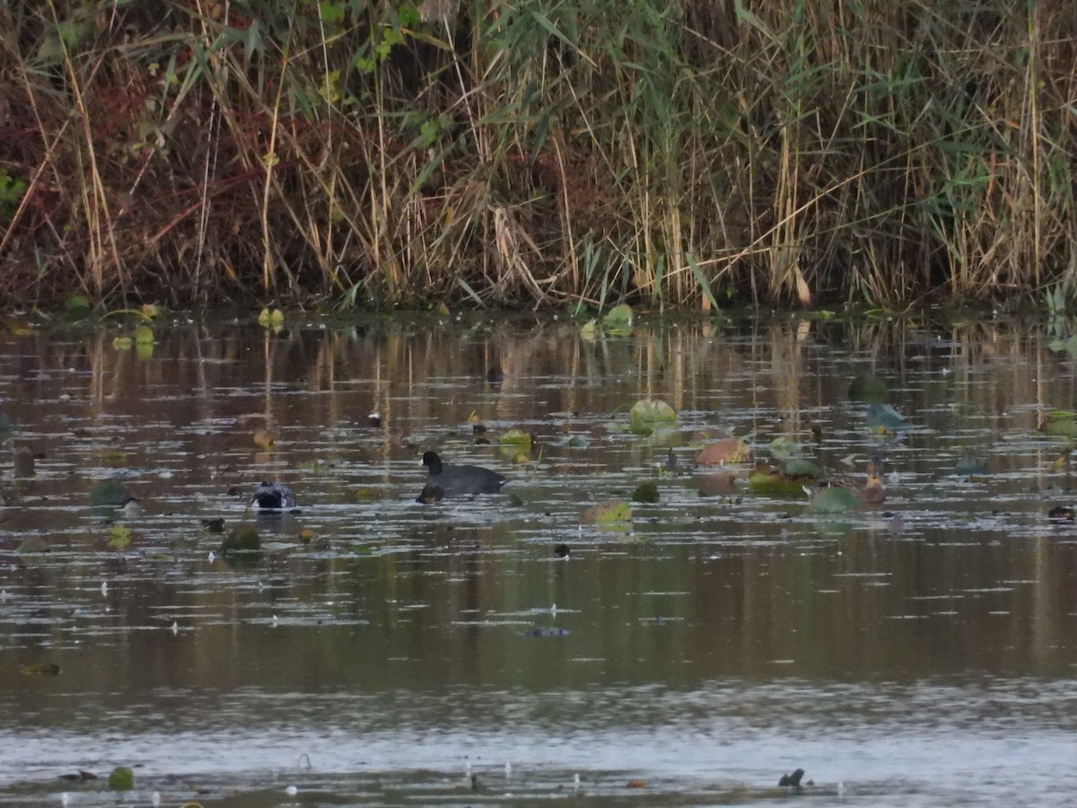 American Coot - ML609950471