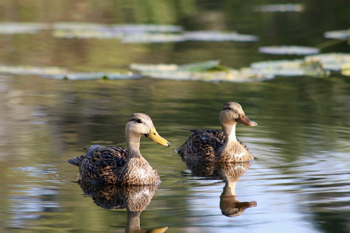 Mottled Duck - ML609950520