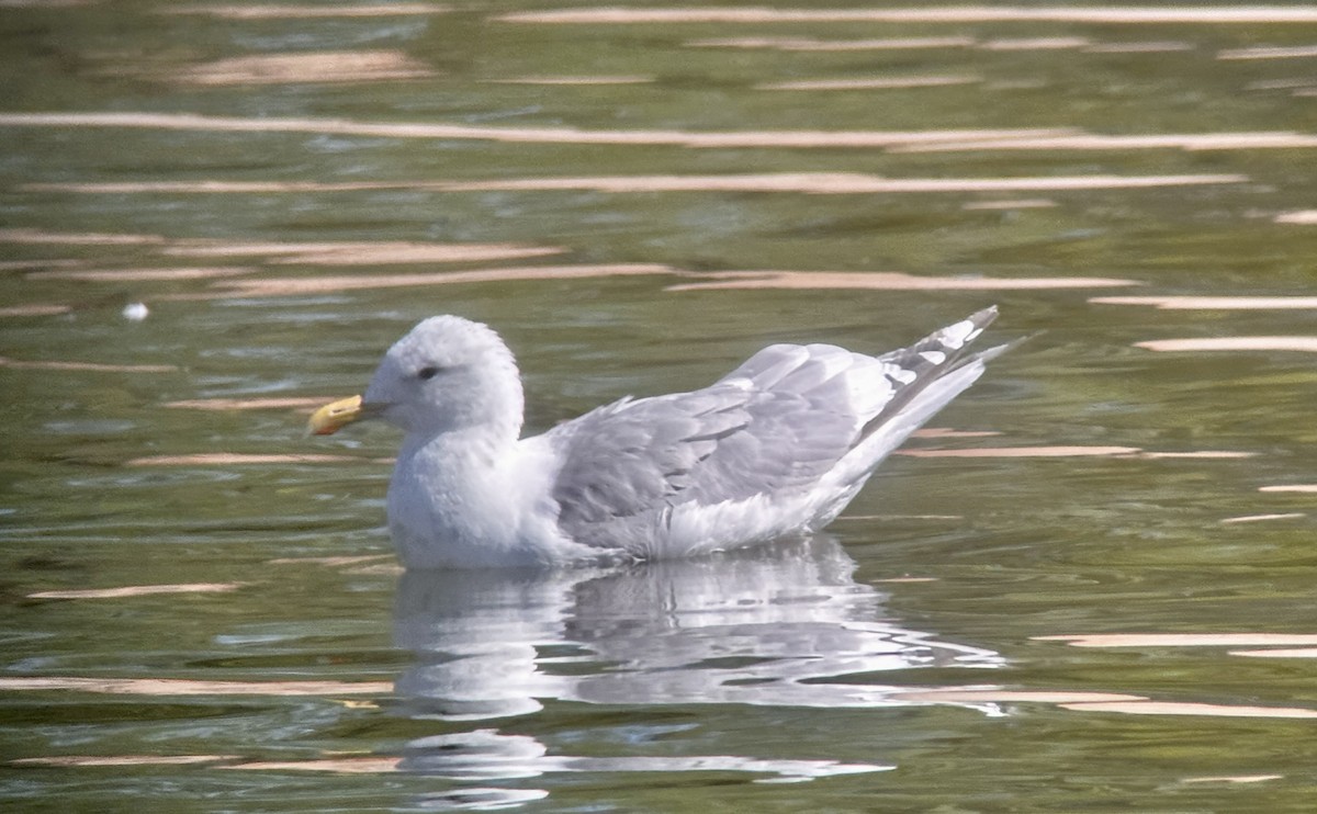 Gaviota Groenlandesa - ML609950583