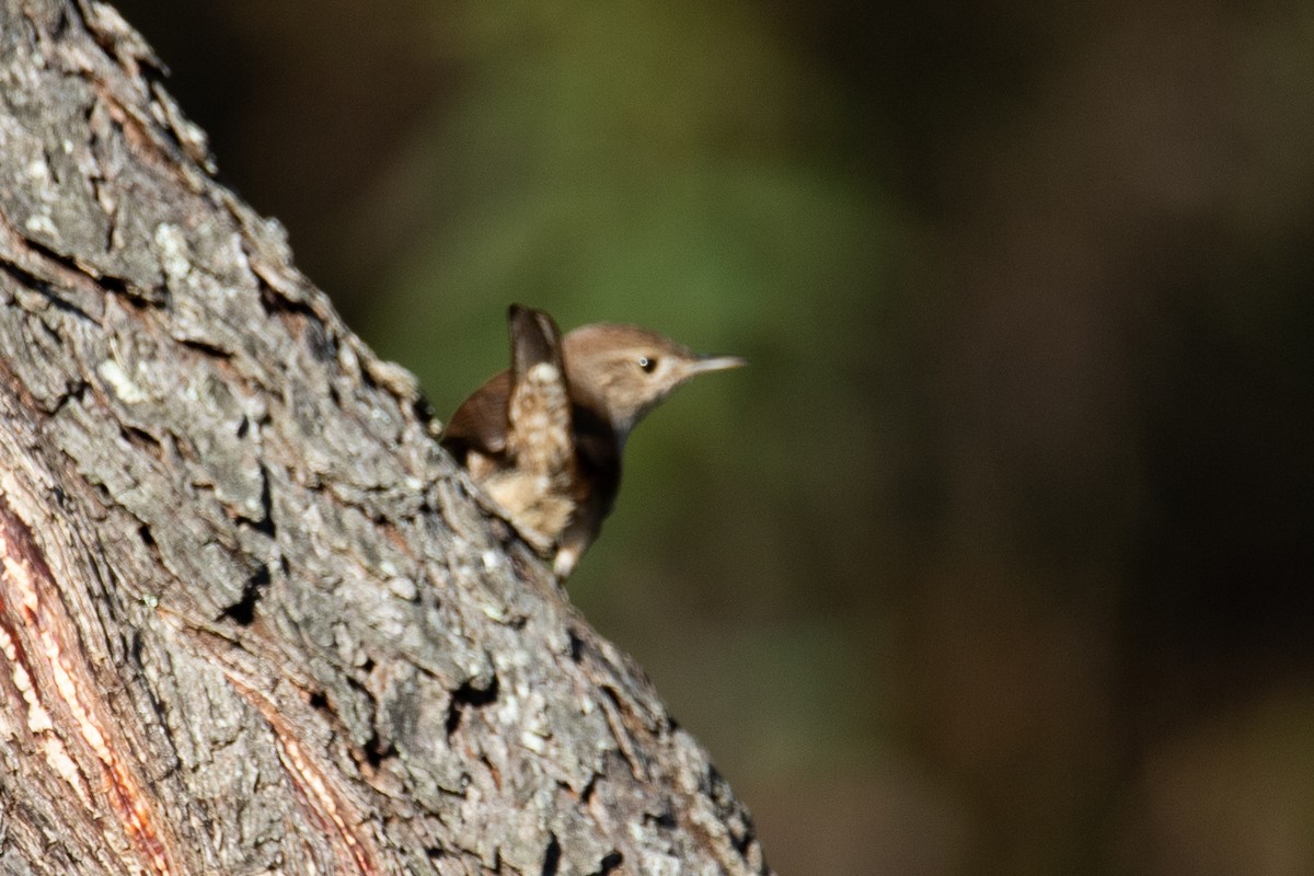 House Wren - ML609950584