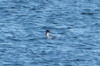 Red-necked Grebe - ML609950607