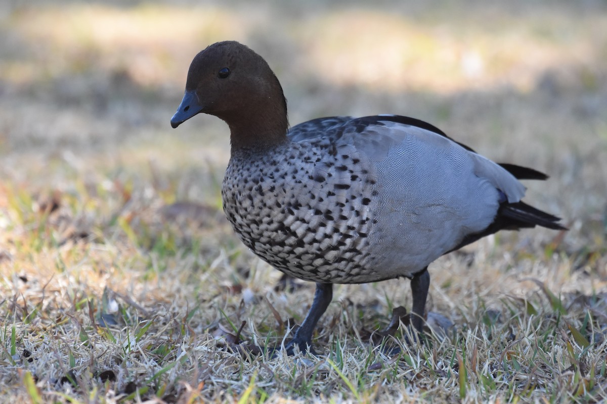 Canard à crinière - ML609950671