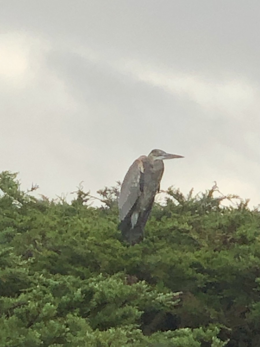 Great Blue Heron - ML609950692