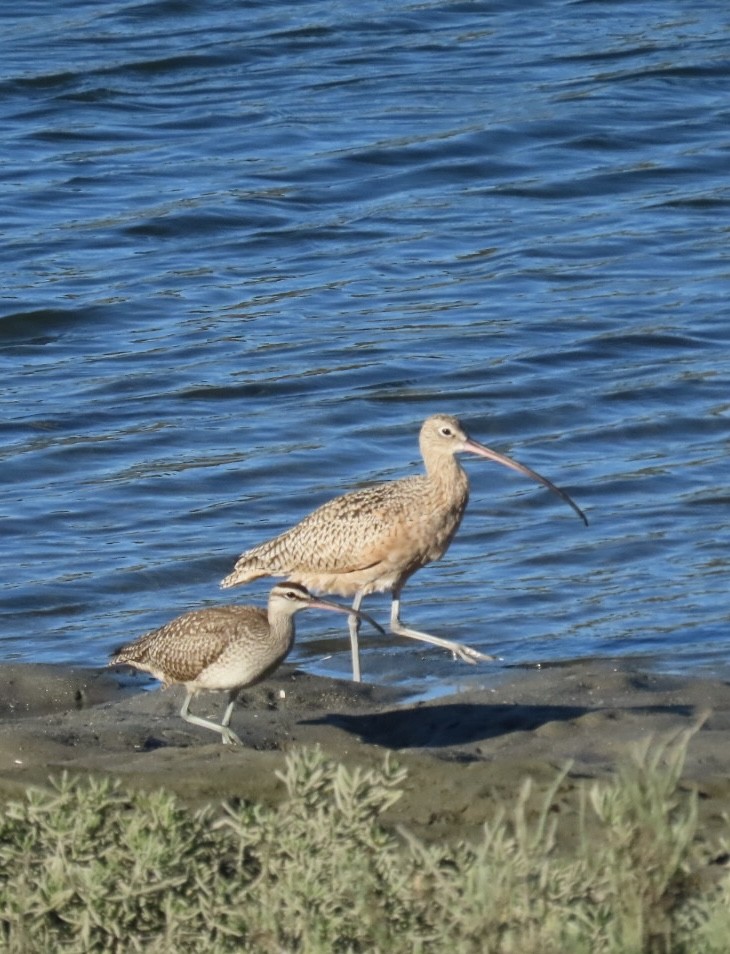 Long-billed Curlew - ML609950789