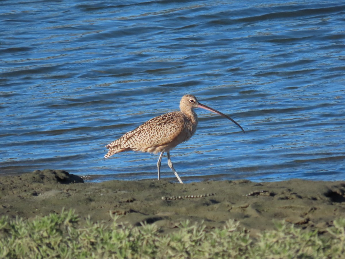 Long-billed Curlew - ML609950790